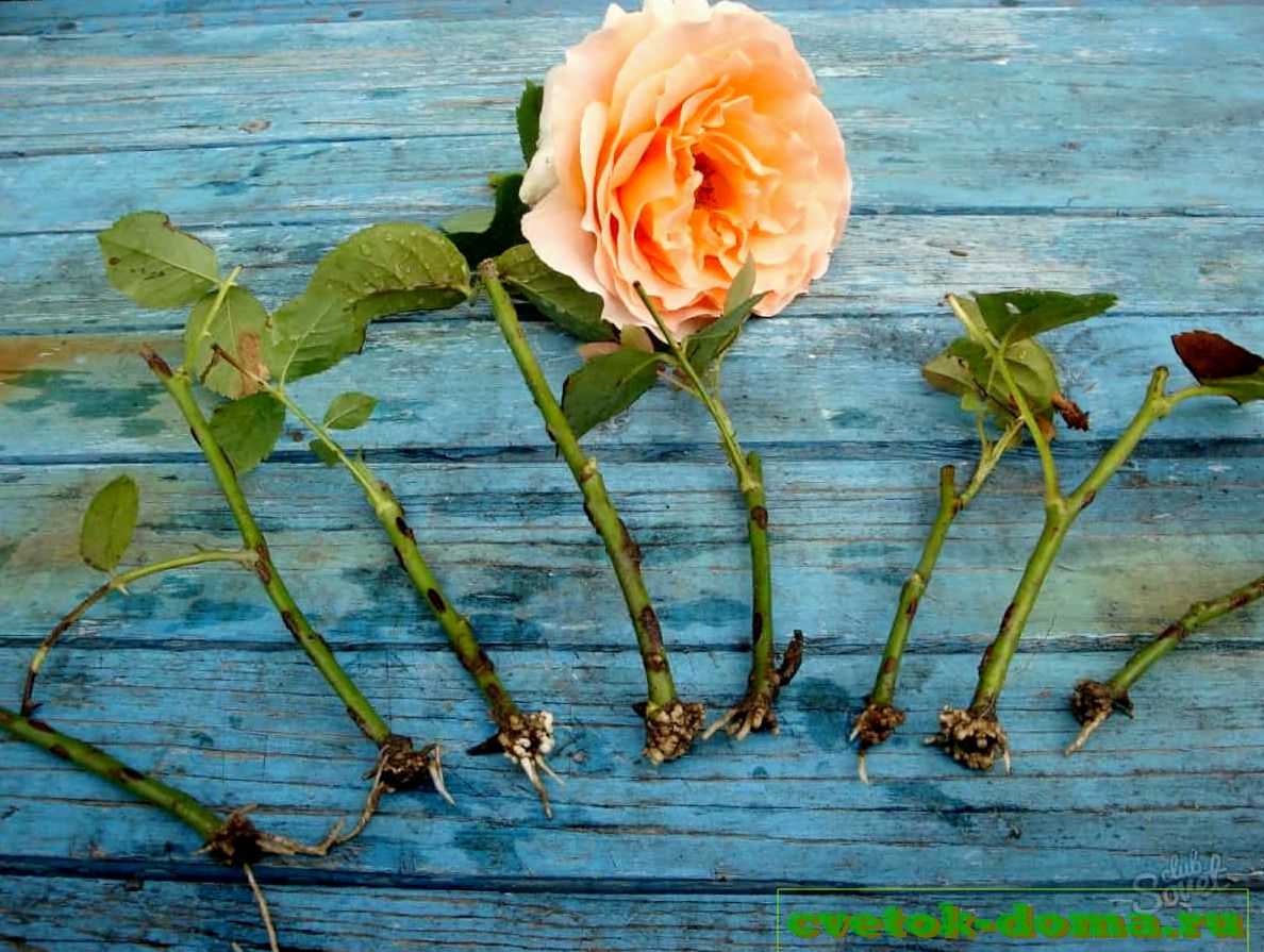 Роза из черенка в домашних условиях. как правильно вырастить цветок?