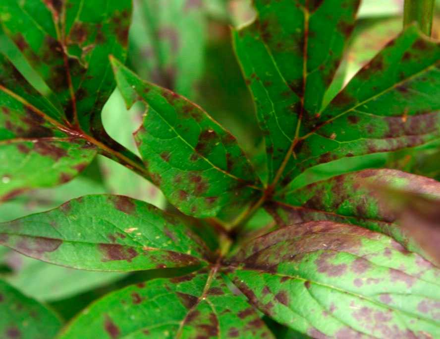 Все о болезнях пионов и их лечении: почему сохнут бутоны и скручиваются листья