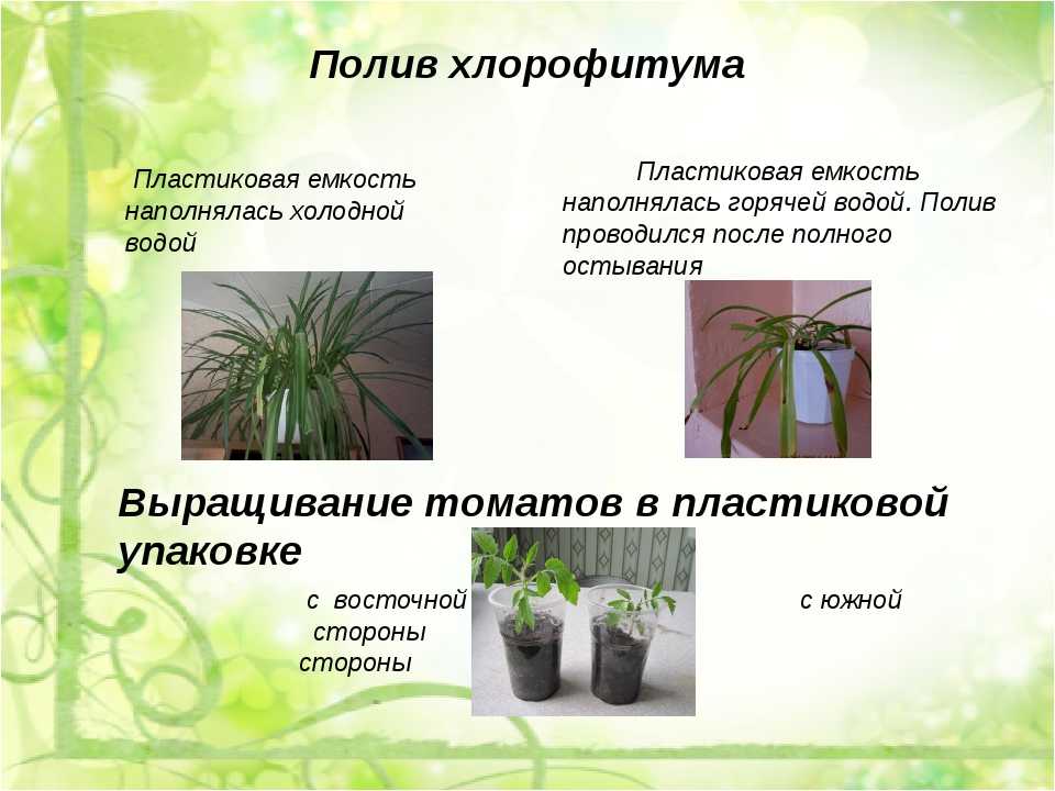 Хлорофитум: уход в домашних условиях за комнатным цветком, как ухаживать зимой, как часто поливать, как размножить растение, пересадить отросток, какие есть виды?