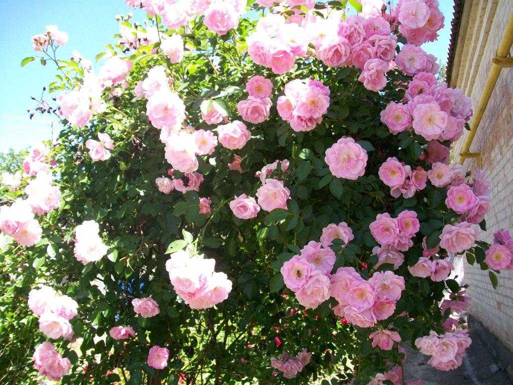 Плетистые розы | prorozy.com