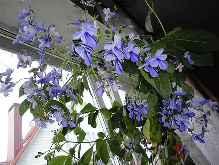 Как ухаживать за цветком клеродендрум, чтобы цвел в домашних условиях