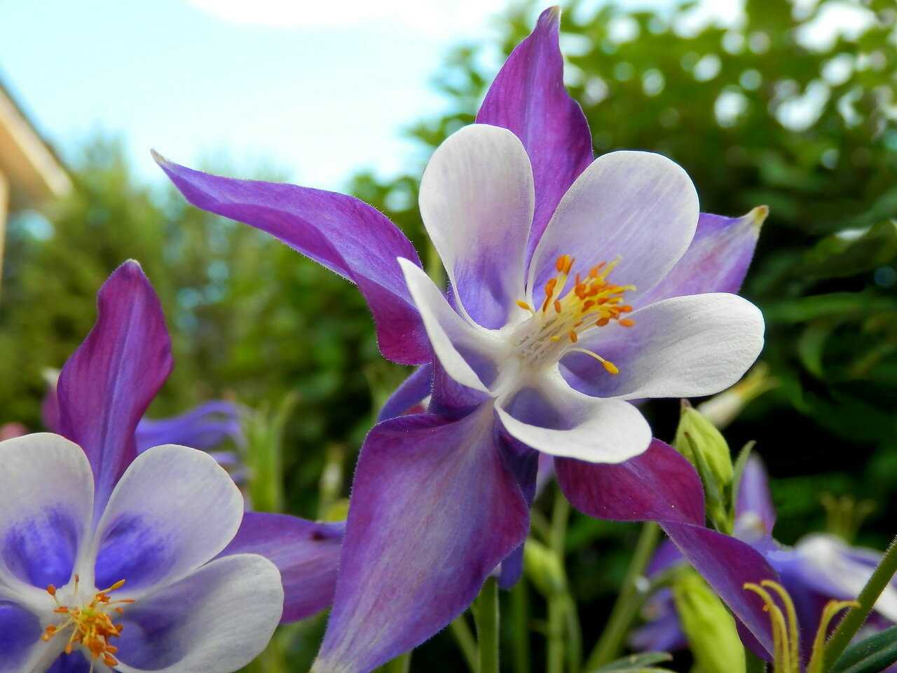 Аквилегия (водосбор): фото цветов на клумбе, виды, как выглядит растение, описание цветка, характеристики, отзывы
