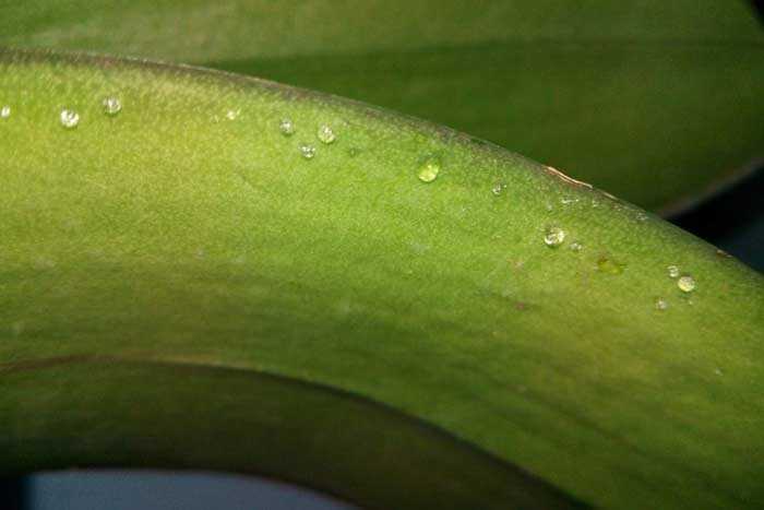 Липкие капли на листьях орхидеи — основные причины появления: вредители и заболевания, плохие условия содержания, естественный процесс и другие Варианты лечения, последующая профилактика и уход за растением