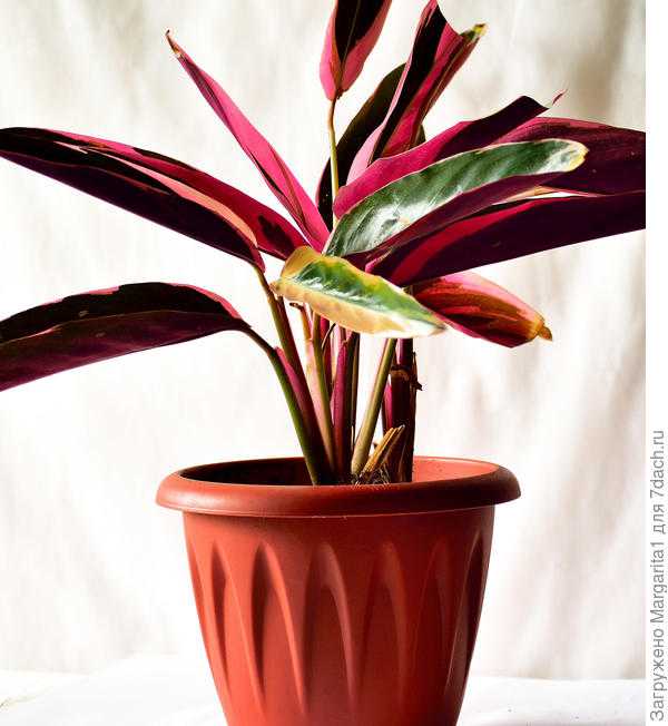 Уход в домашних условиях за комнатным растением строманта: почему сохнут листья цветов, фото