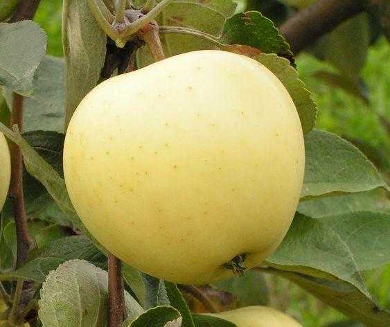 Как ухаживать за всеми сортами яблок налив (белый, золотой или розовый и другие), фото и описание яблонь