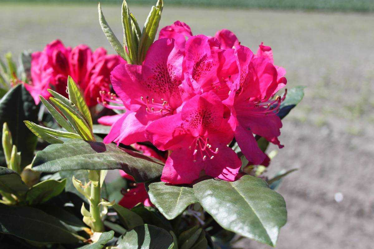 Рододендрон садовый: посадка и уход, фото морозостойких сортов и гибридов