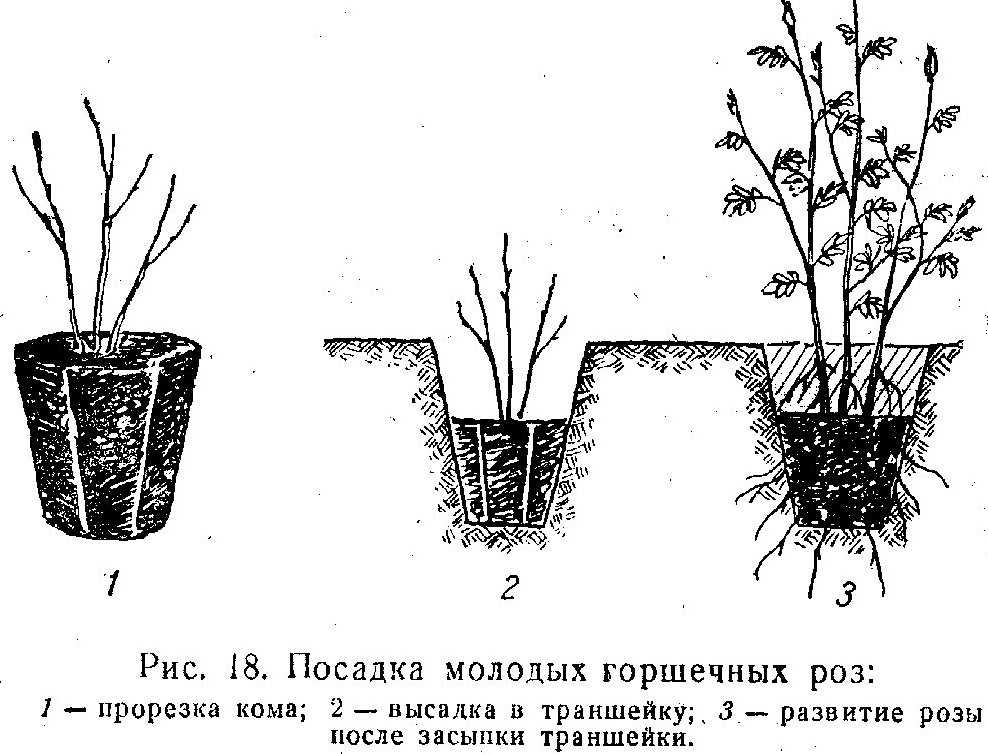 Вид чайно-гибридной розы сорта ностальжи: описание, как посадить, условия ухода
