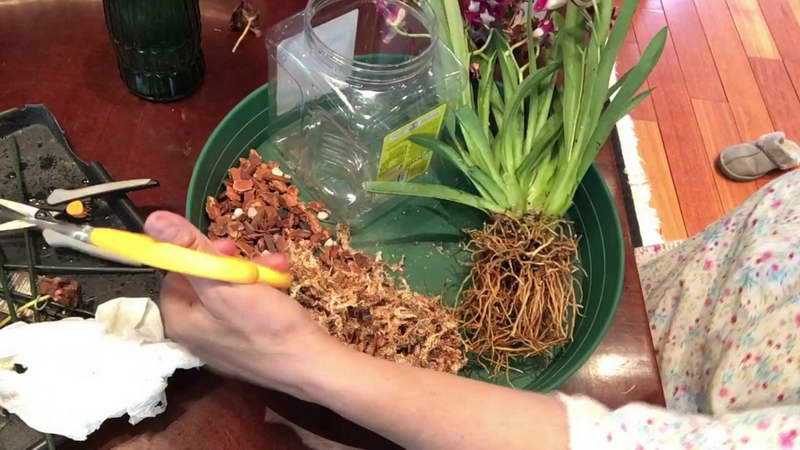 Орхидея мильтония — микс, желтоватая и другие популярные виды семейства Влажность воздуха, грунт и подкормка, освещение и другие необходимые домашние условия по уходу за цветком Варианты пересадки растения