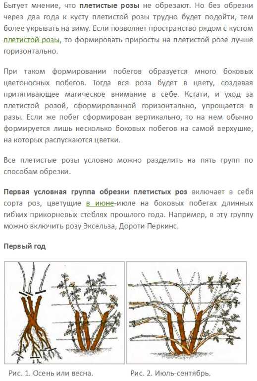 Правила полива декоративных растений. как правильно поливать цветы? фото — ботаничка.ru
