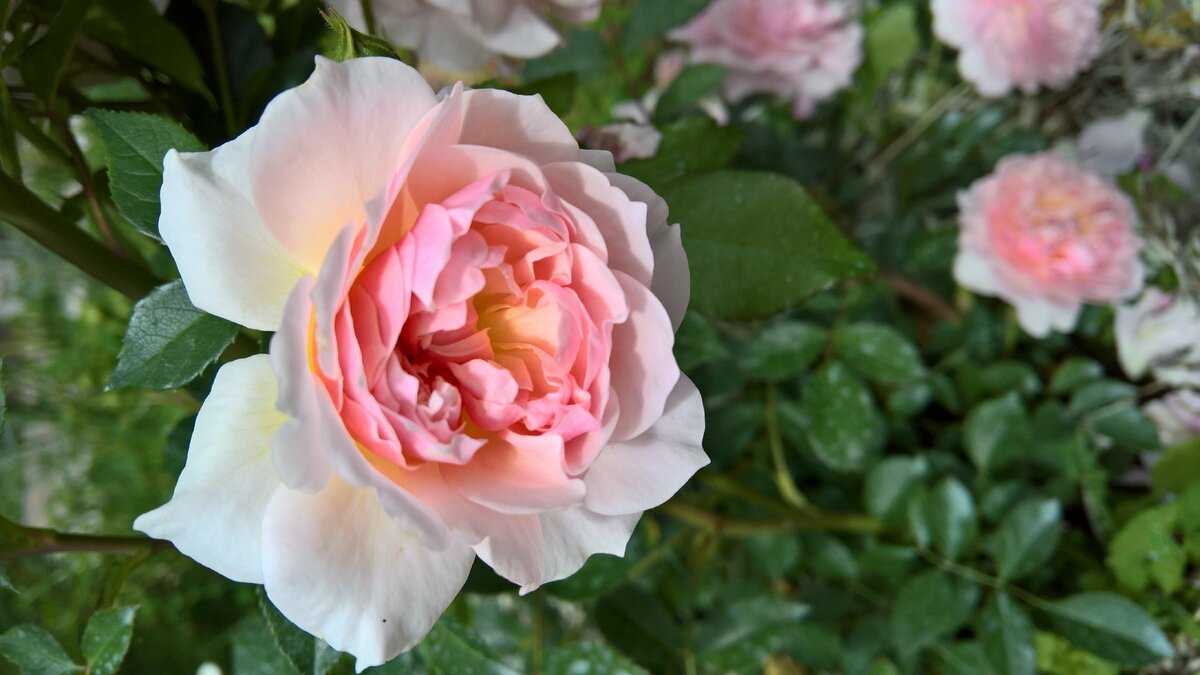 Лучшая плетистая роза для вашего сада: подборка самых зимостойких и красивых сортов с фото и описанием