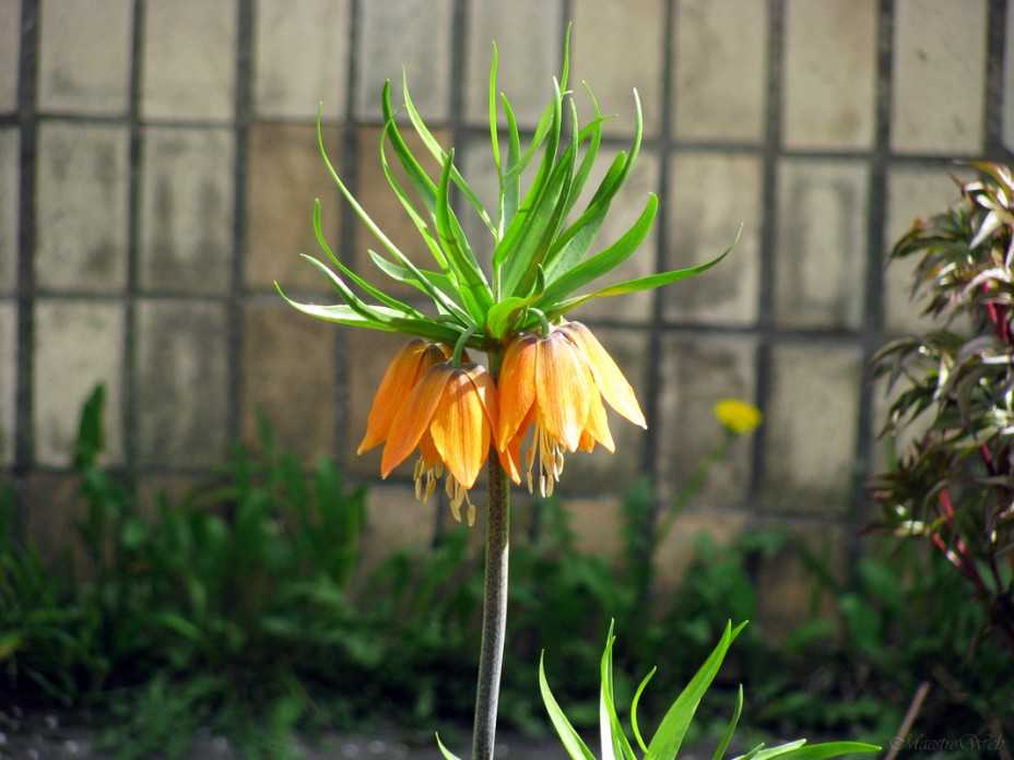 Цветок рябчик императорский или королевский (корона) – посадка и уход, фото