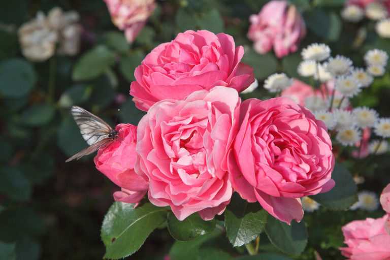 Почвопокровные розы: уход и выращивание, посадка, как обрезать весной