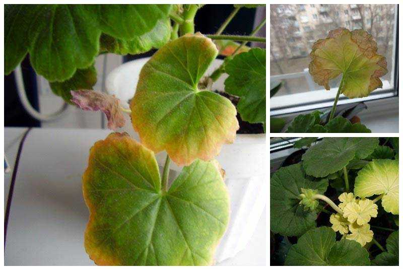 Почему желтеют листья у пеларгонии: причины и лечение комнатной герани