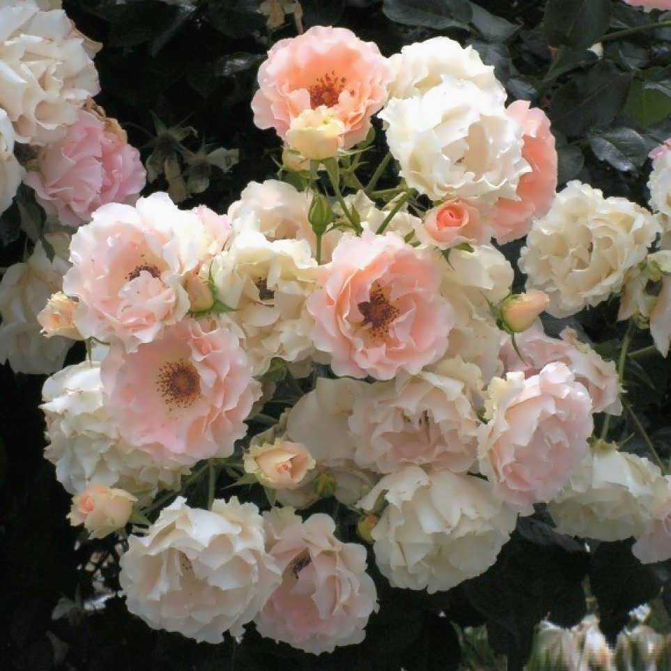 Роза Рококо Rokoko — что это за сорт, описание и характеристики Lovely, Magic, Lemon и Playful Rokoko, популярные разновидности декоративного кустарника Особенности выращивание плетистой розы, как ухаживать за шрабом