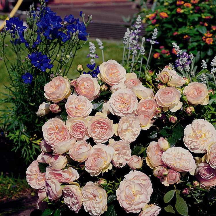 Английские и канадские розы в холодном климате. сорта и уход. фото — ботаничка.ru
