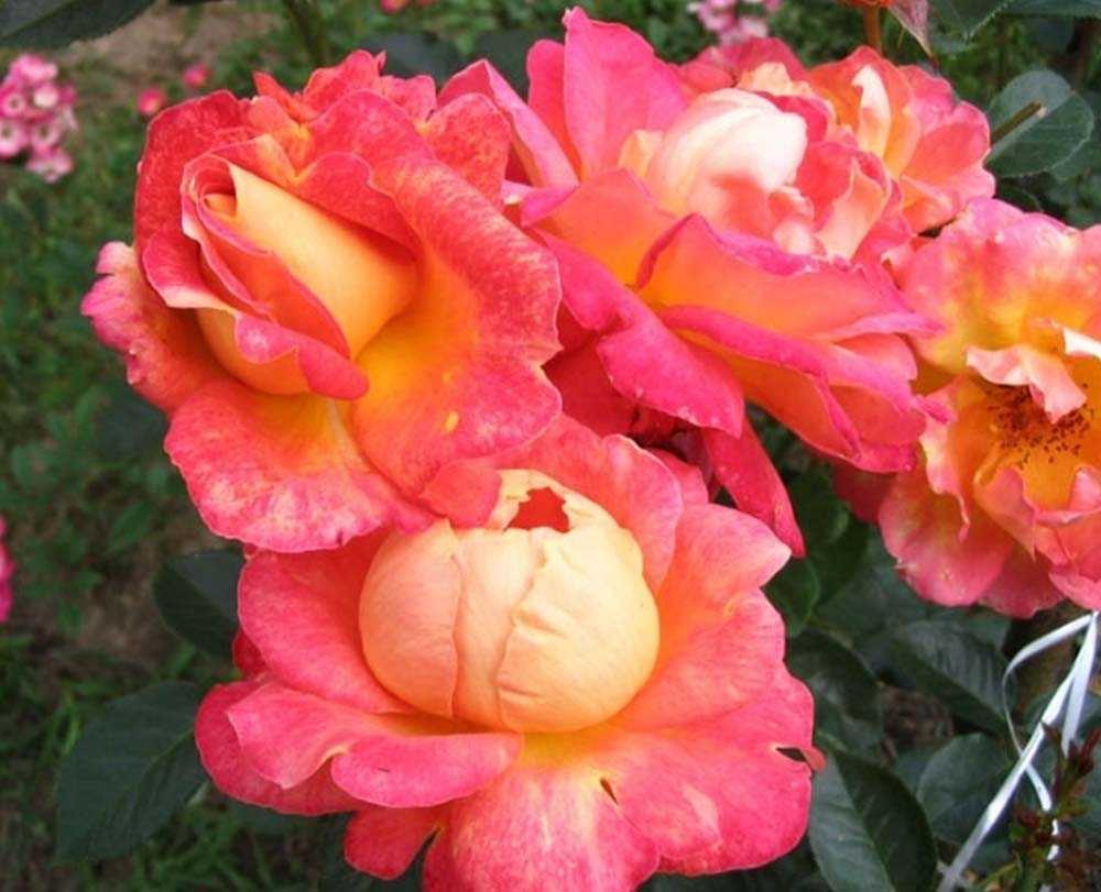 Роза плетистая индиголетта: описание, посадка, уход