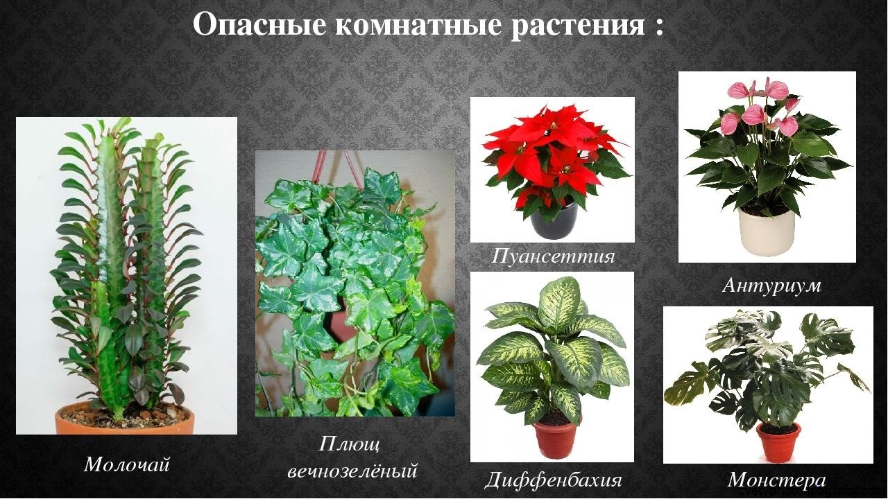 Комнатные цветы с красными цветами: фото и названия