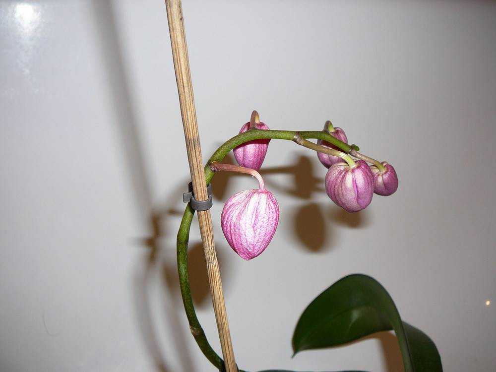 Причины опадания и нераскрытия бутонов у орхидеи, методы борьбы с этим