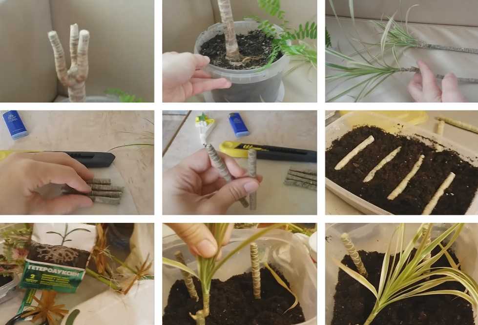 Как размножить драцену в домашних условиях: верхушечными и стеблевыми черенками, отводками и семенами