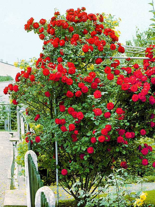 Завораживающая роза симпатия с огромными цветами, собранными в гроздья