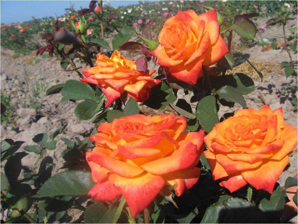 Розы чайно-гибридные: описание сортов, посадка и уход, обрезка, фото :: syl.ru