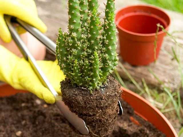 Как вырастить кактус: секреты выращивания в домашних условиях. особенности ухода за растением