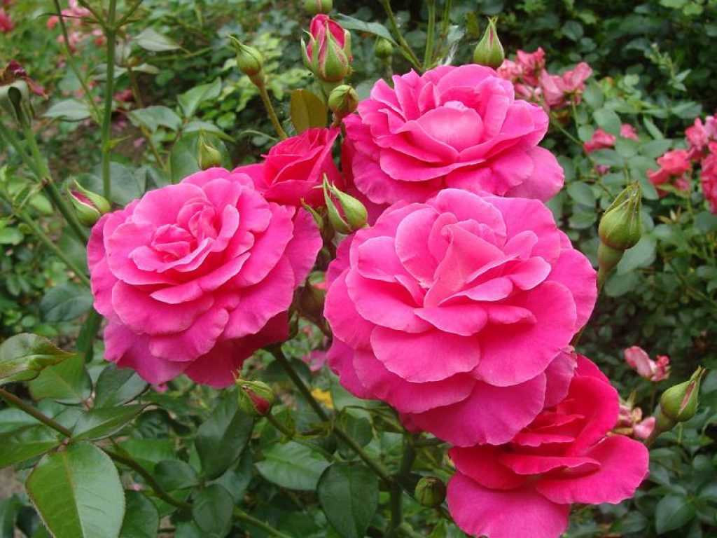Роза Мейланд Meilland — описание сортового кустарника от семьи Мейян, как выглядит, отличительные особенности Выращивание французской розы сорта Madame A Meilland, как ухаживать за флорибундой