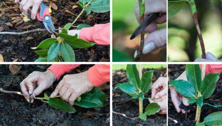 Когда и как правильно посадить рододендрон в открытый грунт
