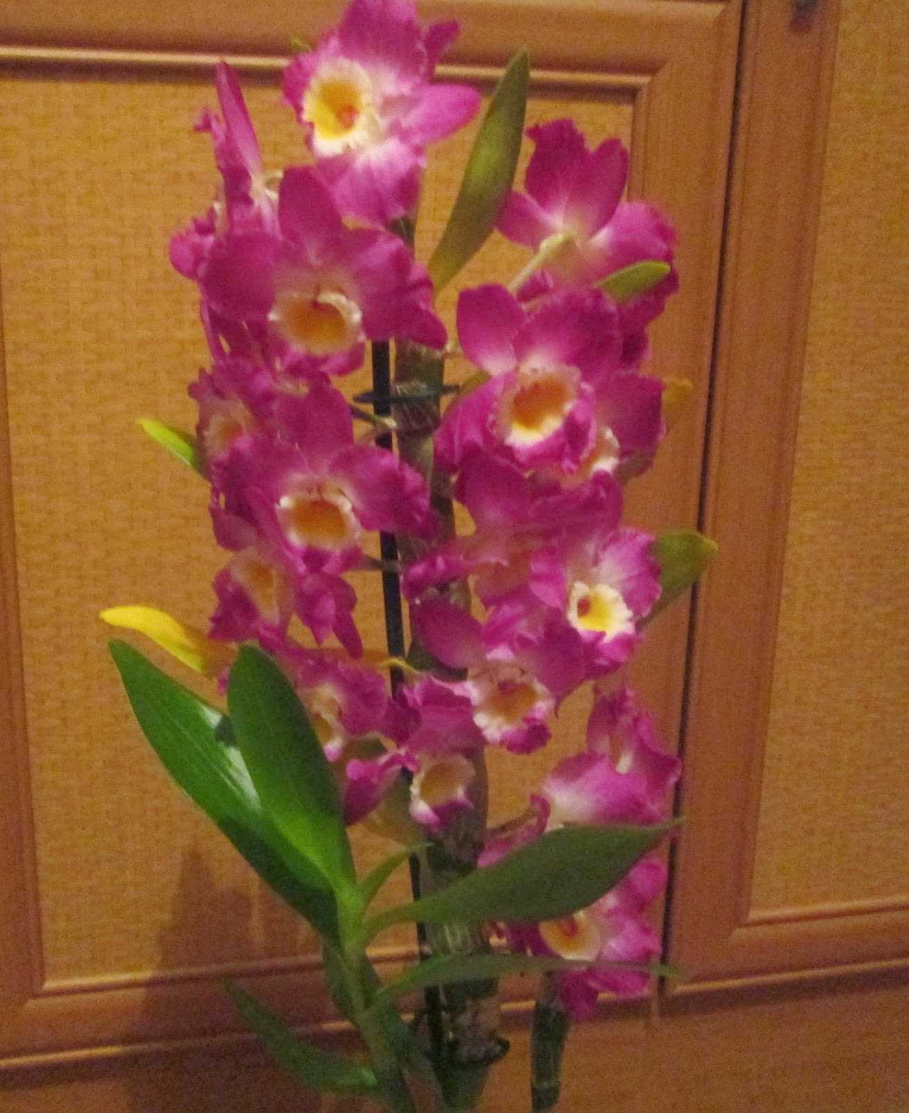Бамбуковая Орхидея Дендробиум Нобиле.