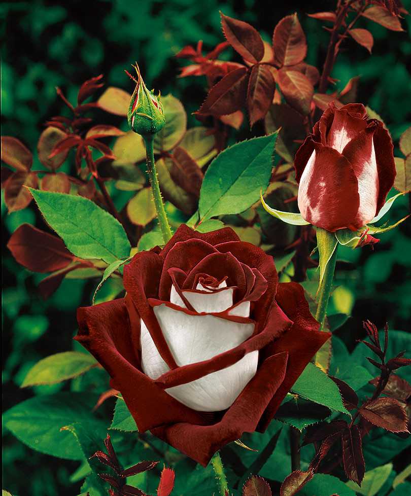 Роза Осирия Osiria — описание и характеристики сортового растения из Германии, как выглядит гибридный цветок Выращивание чайной розы кордеса, насколько она требовательно в уходе, как часто нужно поливать