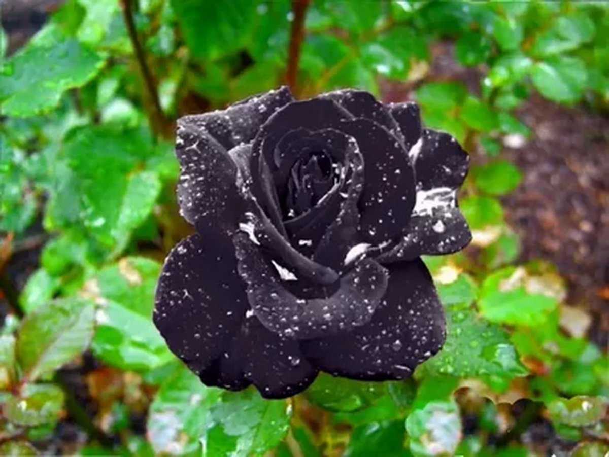 Черная роза: бывают ли в природе и что означают + 8 самых интересных сортов с названиями, описаниями и фото