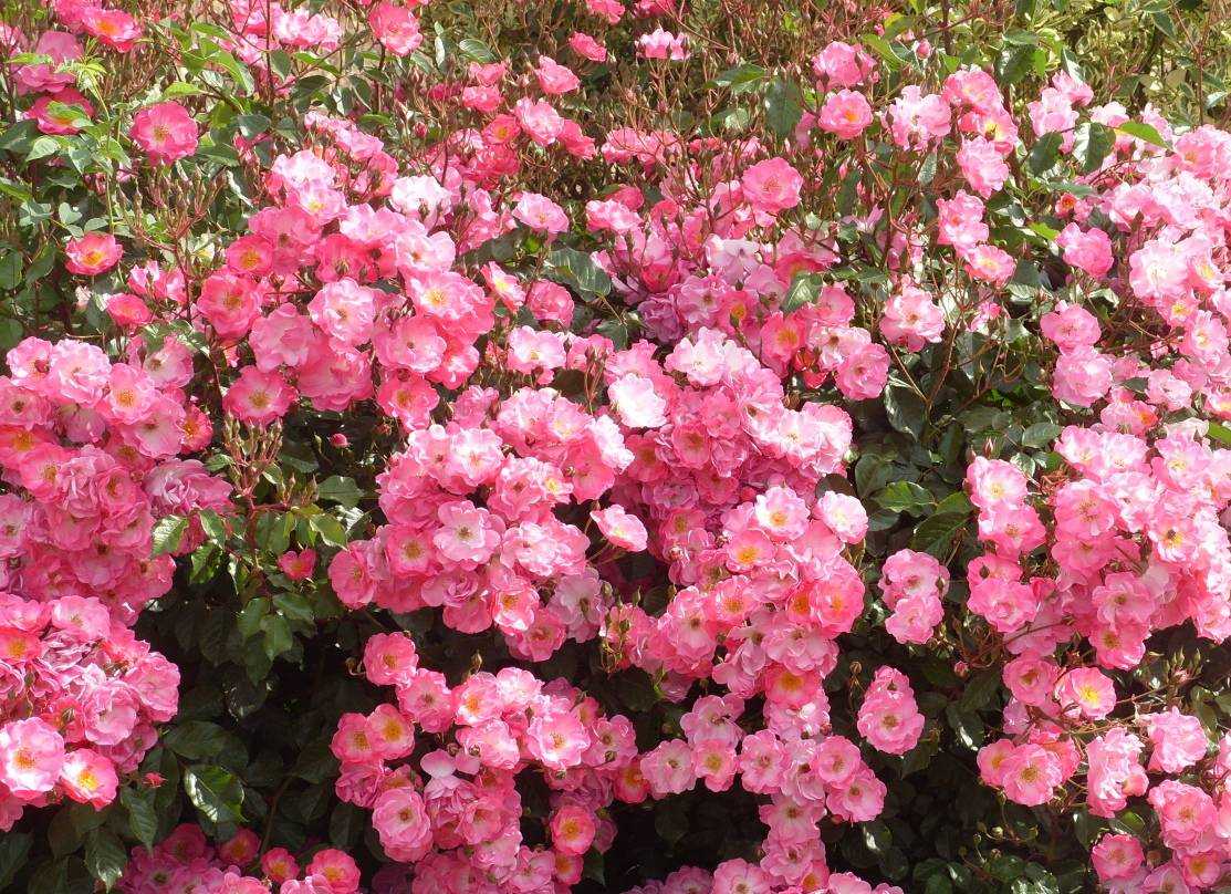 Непрерывно цветущие розы — что под этим понимается, может ли кустарник цвести все лето Популярные сорта роз, которые долго держат цветок, периодичность распускания бутонов К каким группам относятся, описание и характеристики