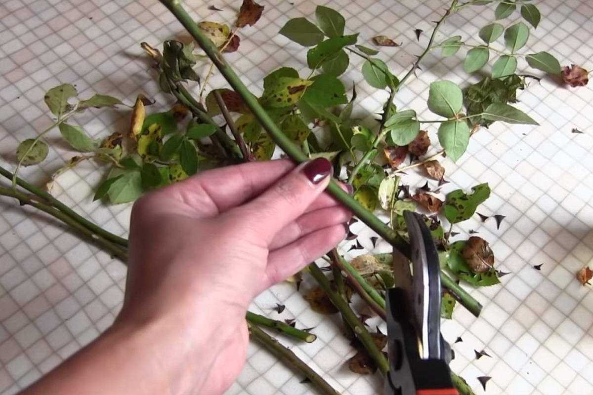 Как правильно проводить черенкование роз летом в июле: пошаговая инструкция