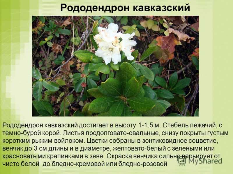 Целебные свойства кавказского рододендрона