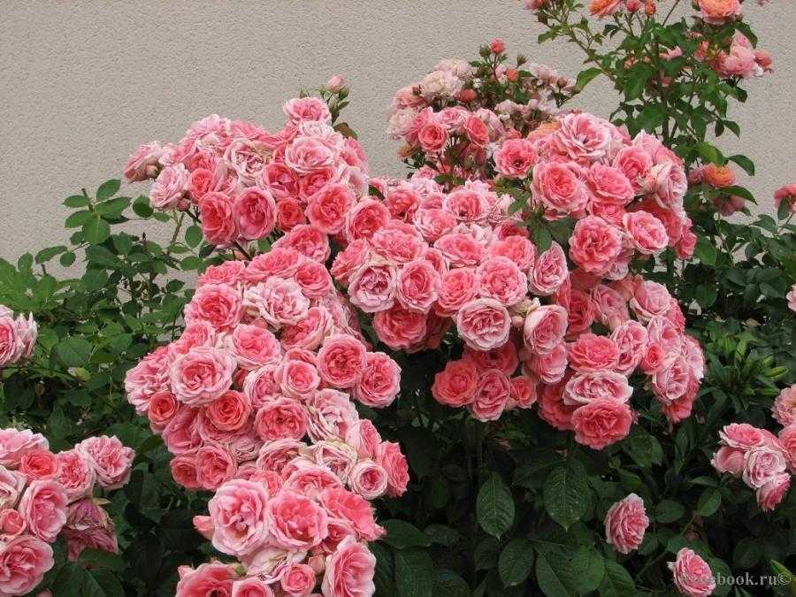 Роза флорибунда — ботаничка.ru