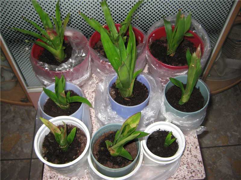 Гузмания язычковая (комнатные растения): уход в домашних условиях, фото, размножение, пересадка