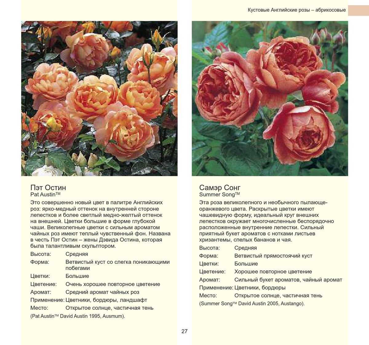 Роза флорибунда — сорта, многообразие и красота этих роскошных цветов. посадка розы флорибунда, уход, особенности выращивания этого растения