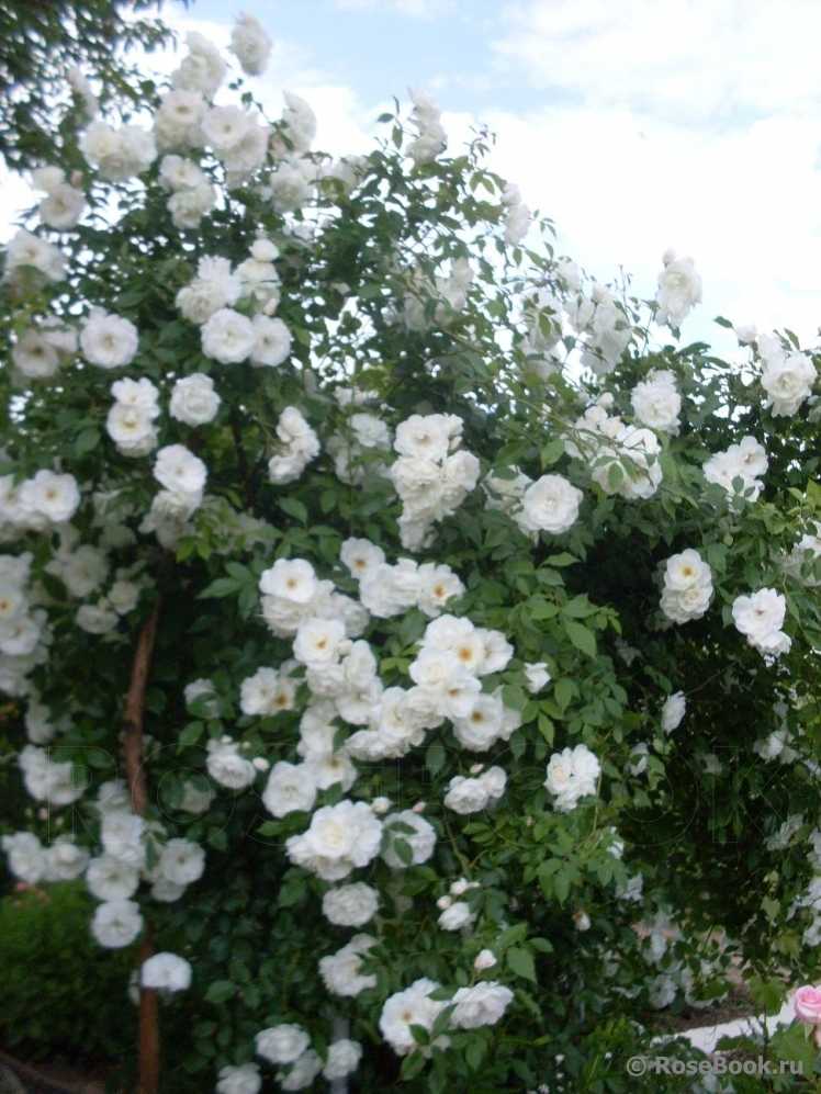 Чайно-гибридные розы посадка и уход, посадка розы выращивание
