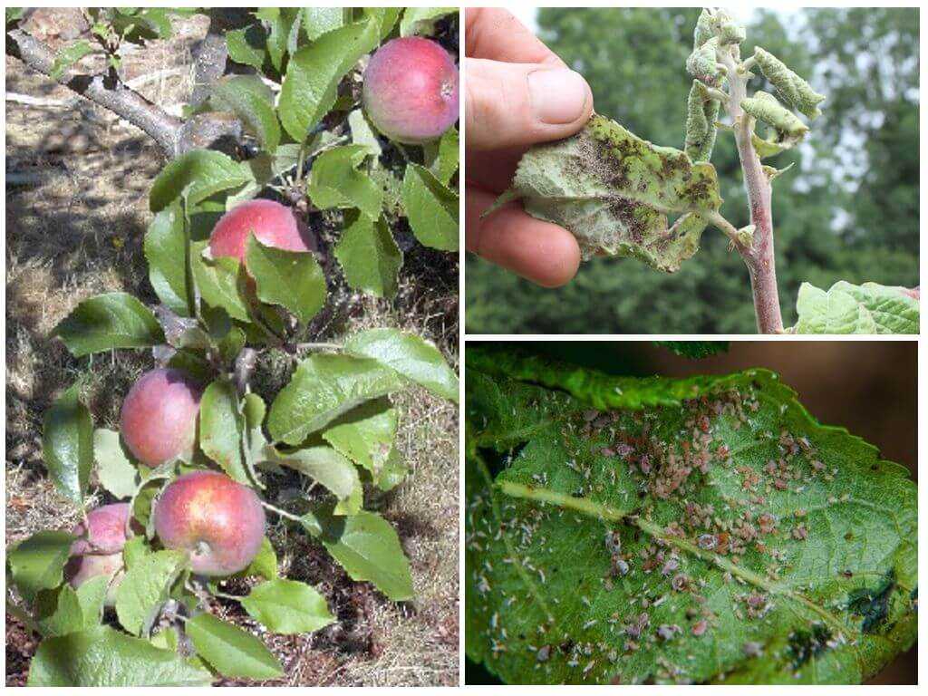 Как бороться с тлей на плодовых деревьях – народные средства и эффективные препараты