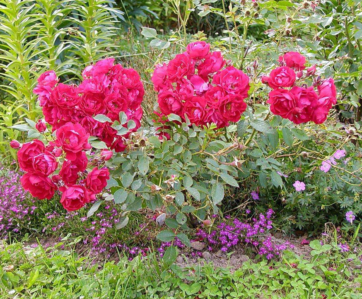 Роза морден сентенниал (morden centennial) — описание сорта