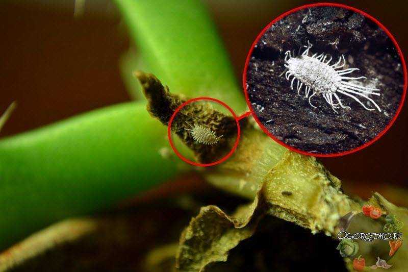Появились мохнатые белые жучки на орхидеях: как избавиться?