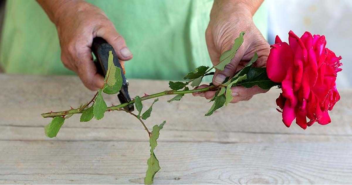 Выращивание розы из черенка осенью в домашних условиях