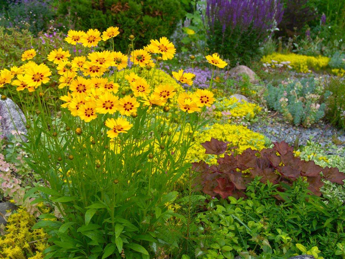 Кореопсис мутовчатый — солнечный многолетник для бедных и сухих почв. выращивание, сорта, использование в дизайне. фото — ботаничка.ru