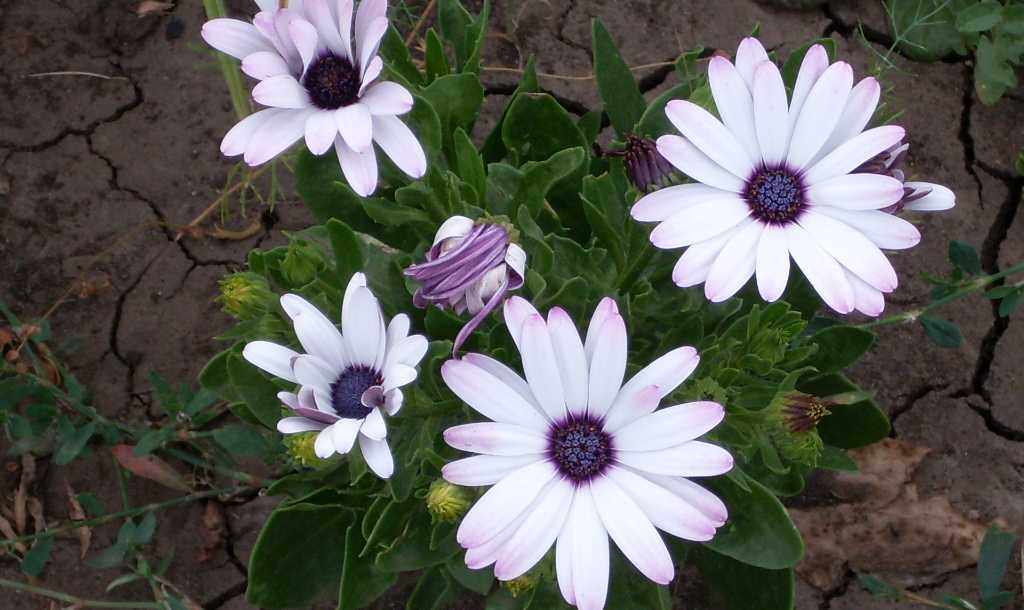 Цветок остеоспермум: посадка и уход в открытом грунте, фото, выращивание в саду