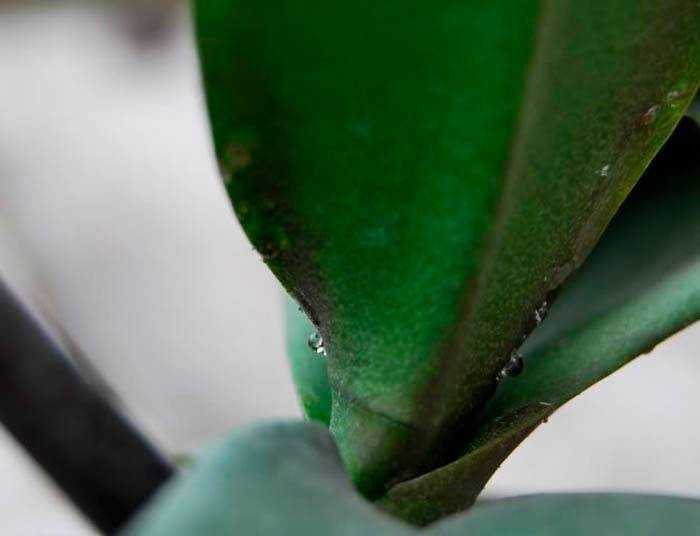 Лечение экзотического цветка — как избавиться от белого налета на орхидеях?