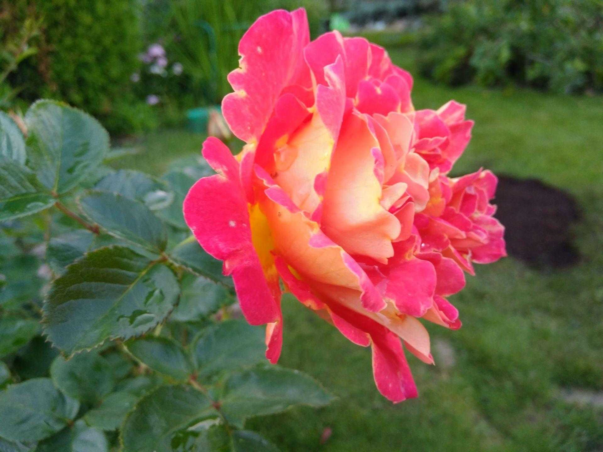 Арктотис – выращивание в саду, фото цветов