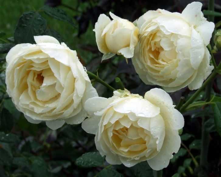 Роза принцесса анна - розы девид остин - розы - растения - интернет-магазин "сад-огород"