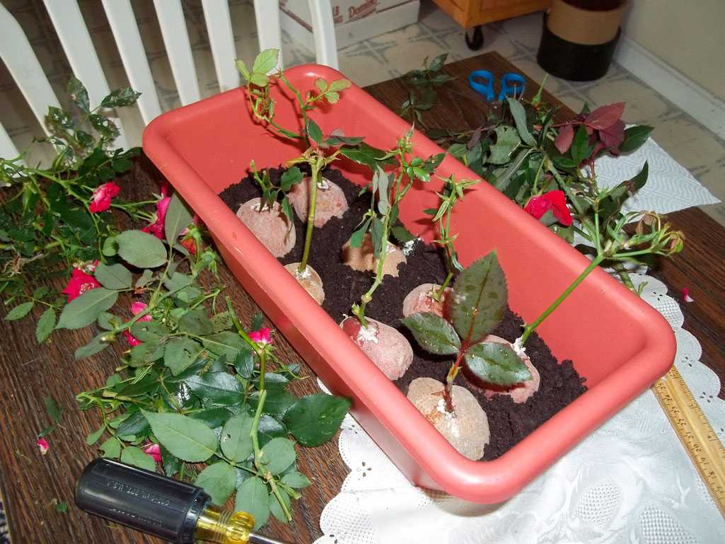 Как вырастить розу из черенков: лучшие способы | усадьба
