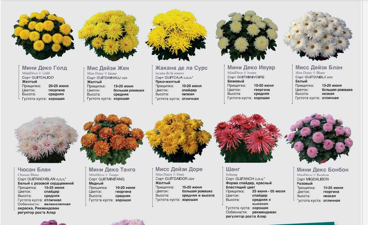 Многолетние хризантемы: сорта с описанием и фото