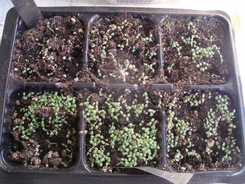 Вербена: выращивание из семян, уход и посадка в открытый грунт, фото